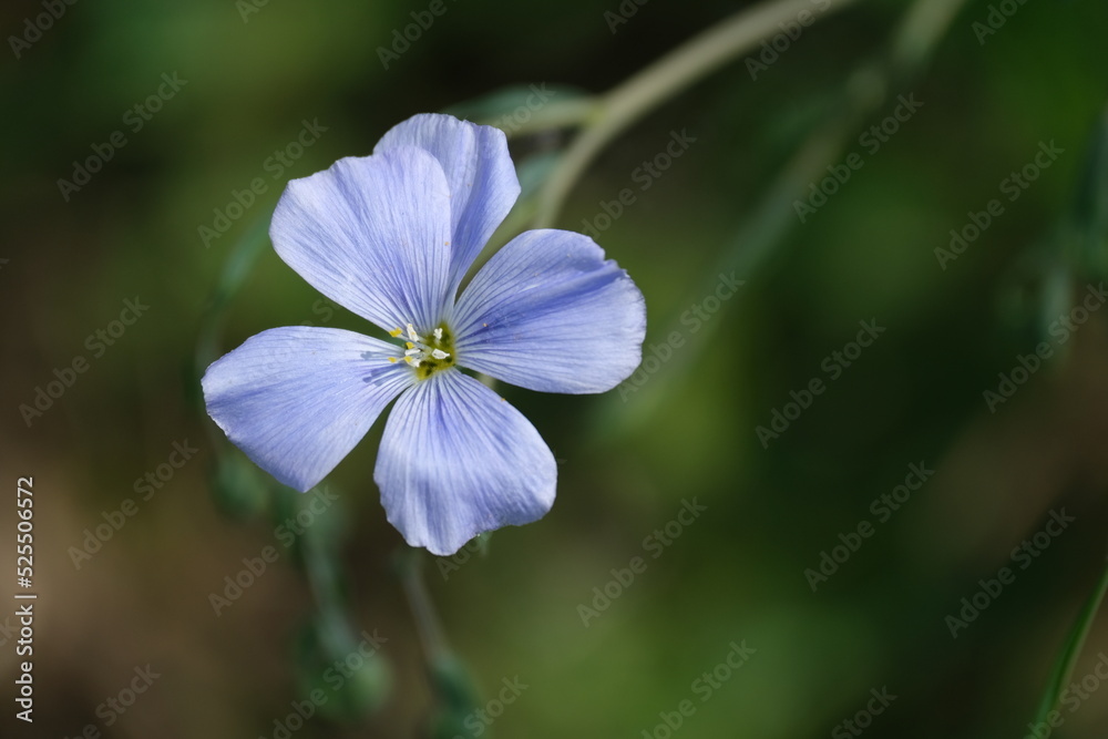 Lewis flax flower head close up Lewis flax flower head close up