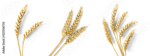 Set with dried ears of wheat on white background, top view. Banner design