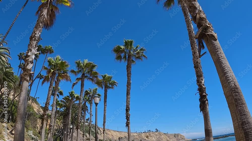 footage of tall lush green palm trees swaying in the wind with a ...