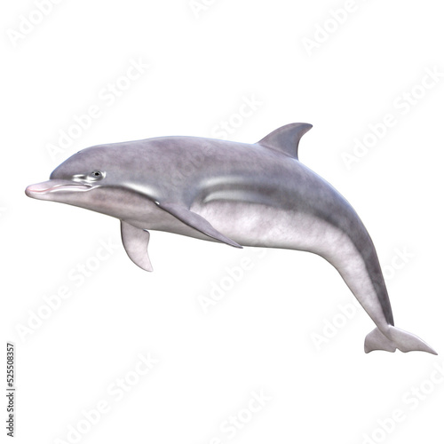 dolphins 3d rendering
