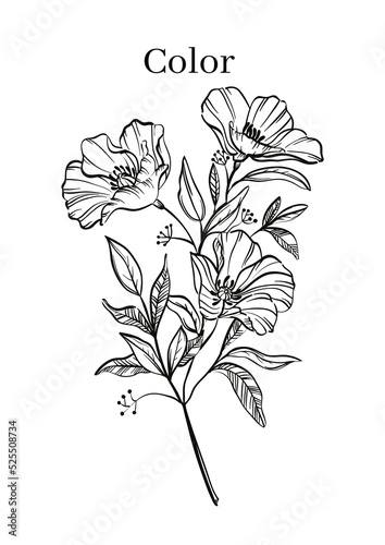 High Resolution Printable Colouring Worksheets for Kindergarten and Preschool Kids, Drawing Practise A4 Printable Designs.