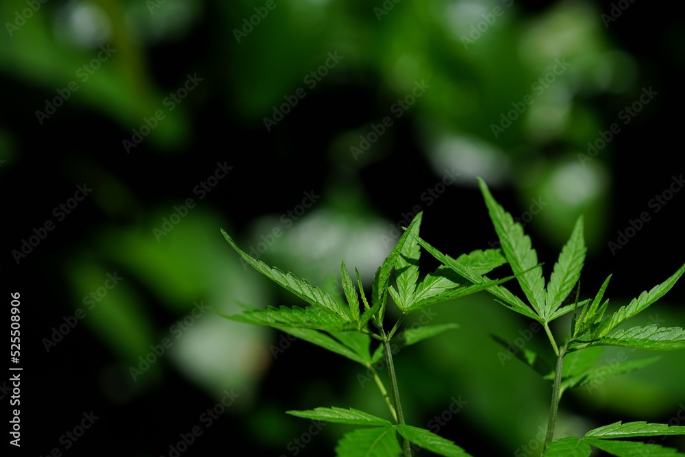 Photos of marijuana for medicinal purposes or others Photos of marijuana for medicinal purposes or others