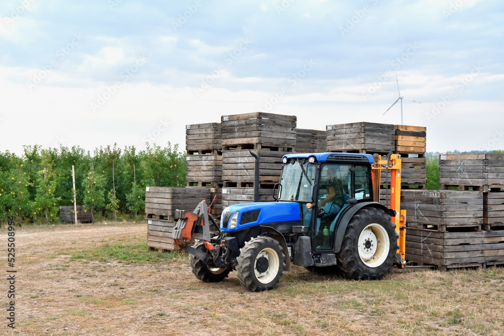 tractor loading on an apple tree plantation with wooden boxes tractor loading on an apple tree plantation with wooden boxes