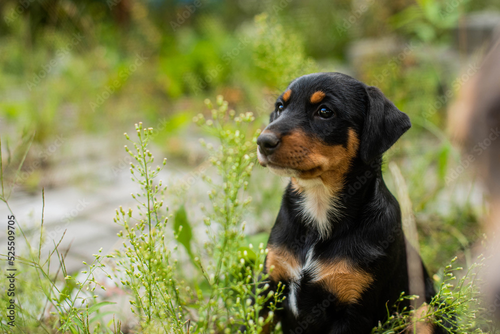 portrait of black puppy dog with brown and white spots. stray dog sitting on the street portrait of black puppy dog with brown and white spots. stray dog sitting on the street