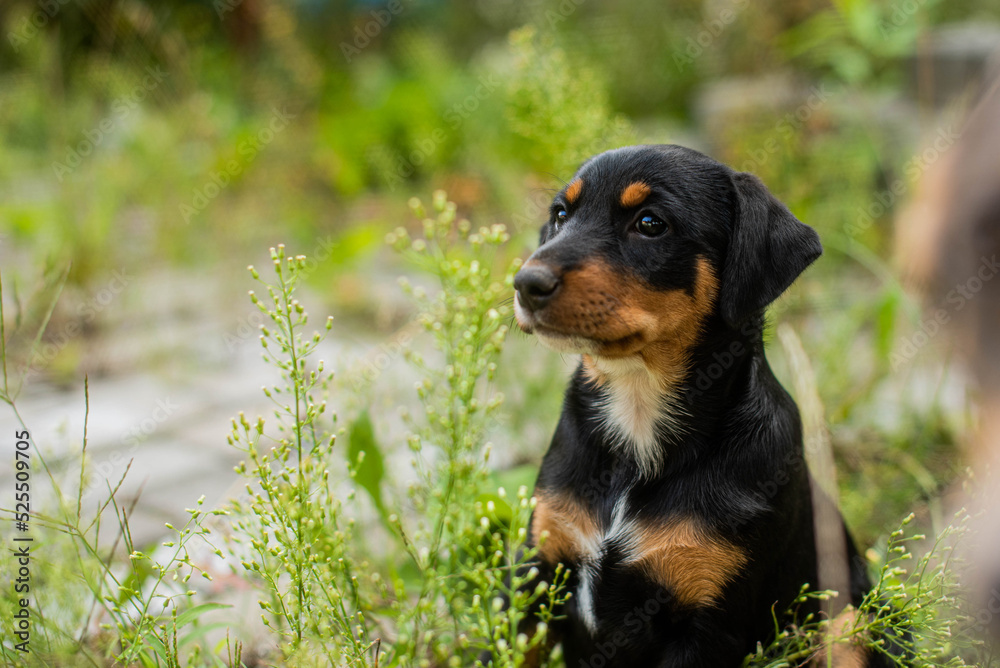 portrait of black puppy dog with brown and white spots. stray dog sitting on the street