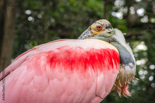 Portrait of roseate spoonbill. One isolated Platalea ajaja. photo