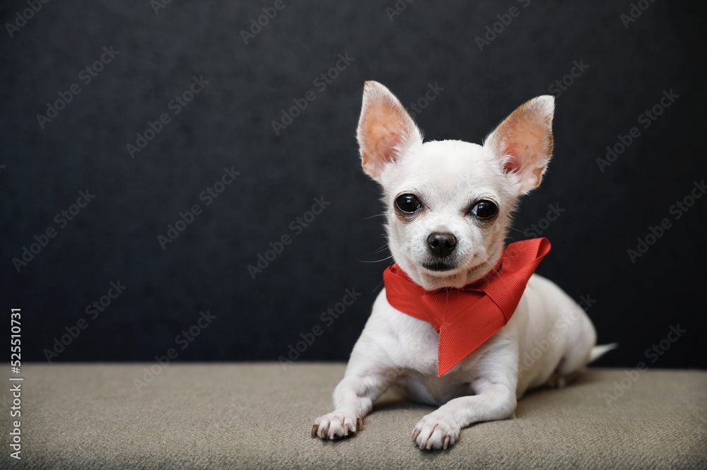 A small Chihuahua dog poses lying down in the studio under lamps on a black background and looking at the camera.