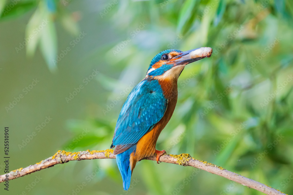 Obraz premium The common kingfisher (Alcedo atthis), also known as the Eurasian kingfisher and river kingfisher, is a small kingfisher.