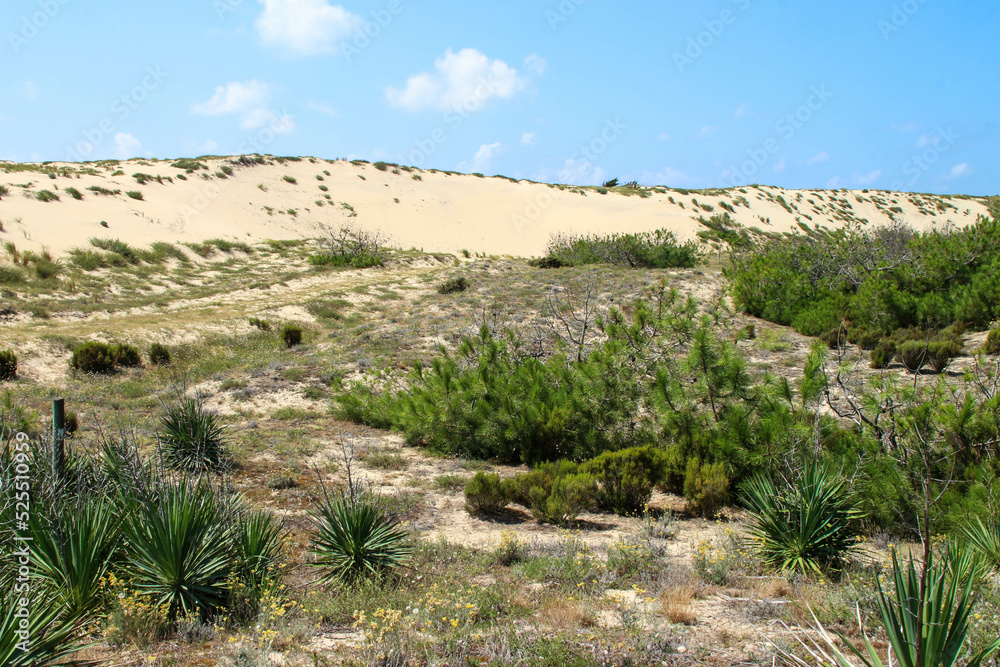 Cap ferret dune