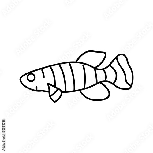 killifish aquarium fish line icon vector illustration photo