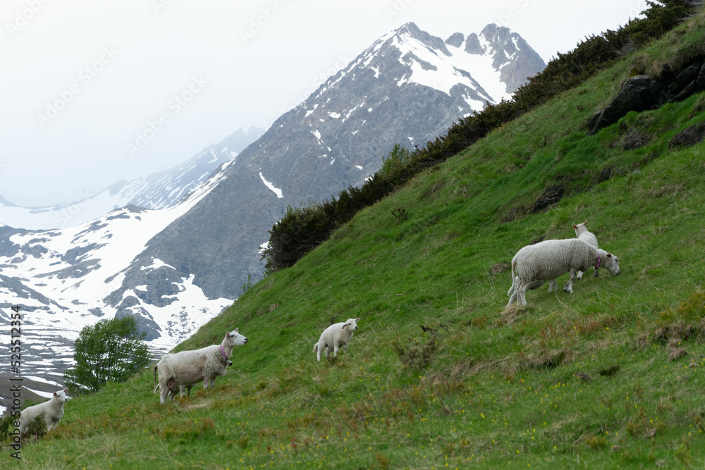 Sheeps on a mountainside in Norway