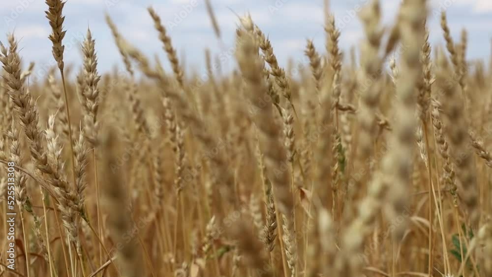 Wheat field, ears of wheat swaying from the gentle wind. Golden ears are slowly swaying in the wind close-up. View of ripening wheat field at summer day. Agriculture industry. Wheat field, ears of wheat swaying from the gentle wind. Golden ears are slowly swaying in the wind close-up. View of ripening wheat field at summer day. Agriculture industry.