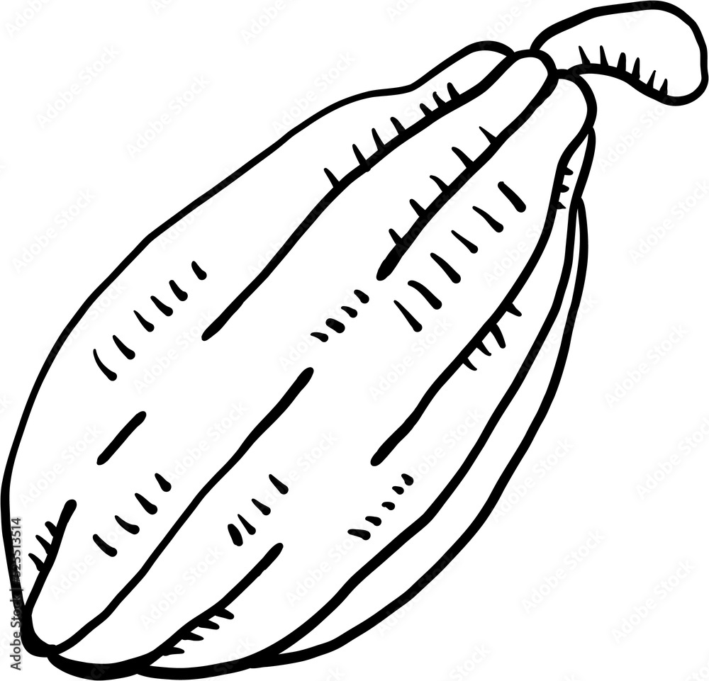 doodle freehand sketch drawing of cacao fruit. doodle freehand sketch drawing of cacao fruit.