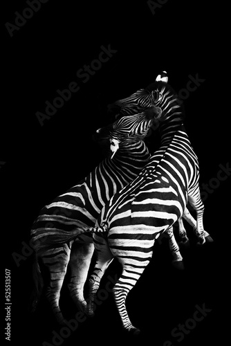 Zebra stallions fighting on black background