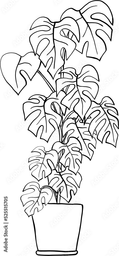 Fototapeta premium simplicity monstera plant freehand drawing flat design.