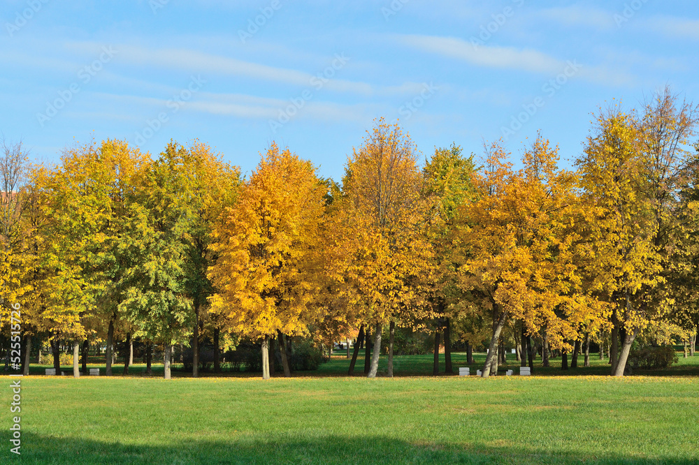 Beautiful trees in autumn
