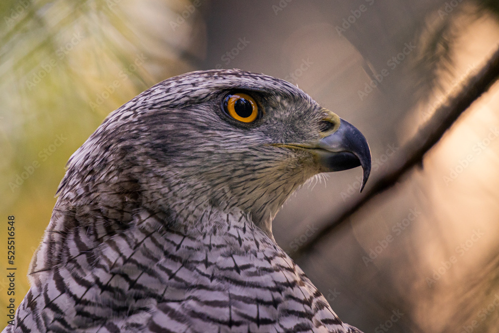Fototapeta premium The northern goshawk closeup (Accipiter gentilis)
