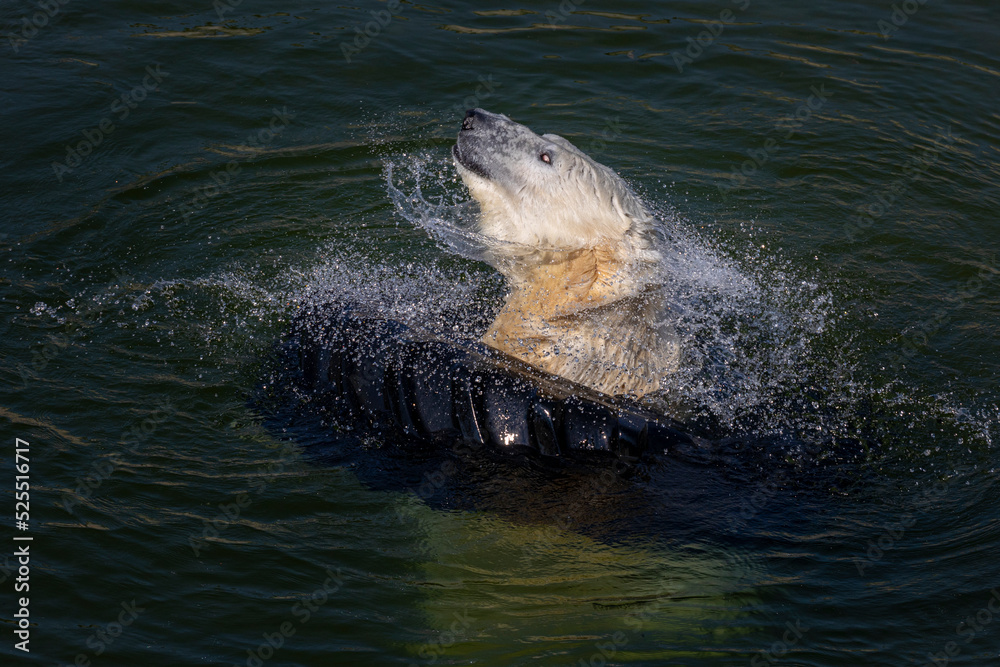 Fototapeta premium The polar bear (Ursus maritimus)