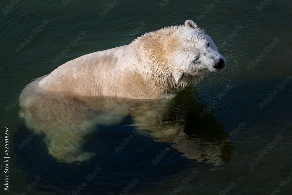 Fototapeta premium The polar bear (Ursus maritimus)