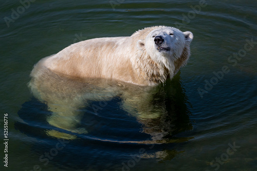 The polar bear (Ursus maritimus)