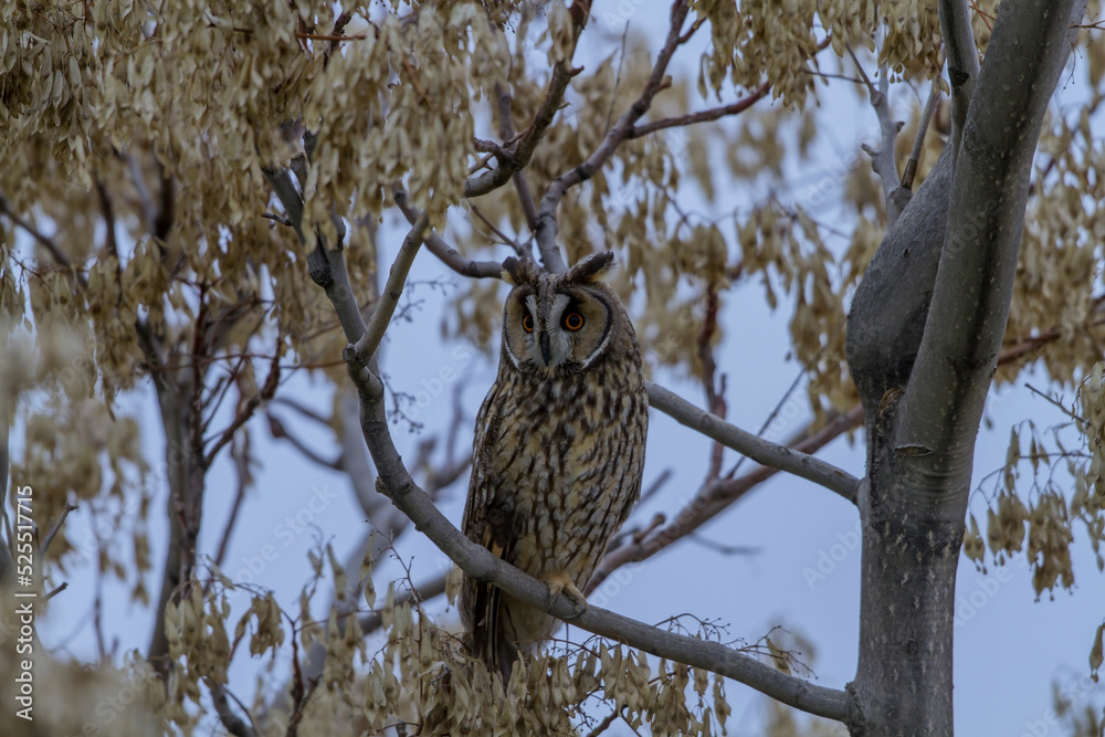 Long-eared Owl (Asio otus) perched on a tree branch Long-eared Owl (Asio otus) perched on a tree branch