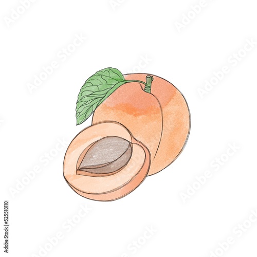 Ripe apricot and green leaves. Watercolor hand drawn illustration, isolated o...