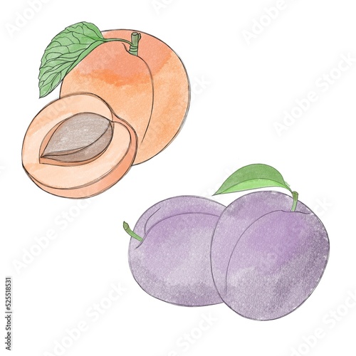 juicy ripe plum and sweet apricot - freehand watercolor fruits