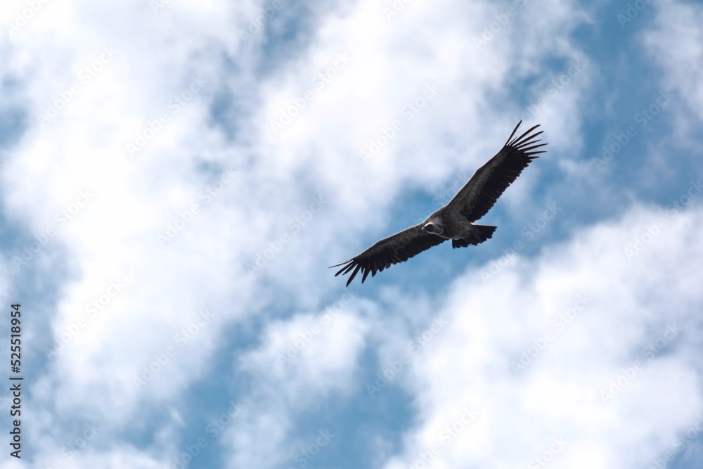 Fototapeta premium Buitre en el cielo