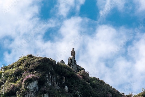 Buitre observa desde lo alto