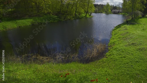 Red poppies in the green grass on the shore of the pond. The reeds sway in the wind. Bright leaves on greenery in spring on a sunny day. Old house on the coast in the park. Birini, Latvia photo