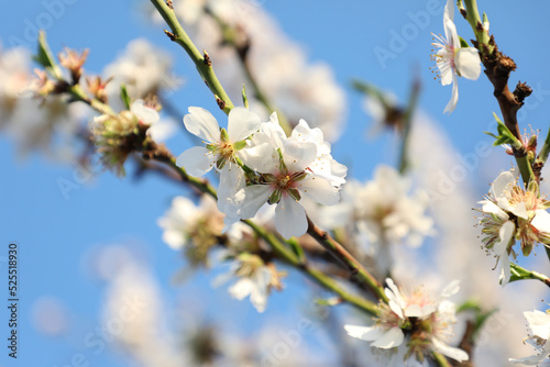 Flor de almendro en el campo de la isla de Mallorca  Islas Baleares  Espa  a 