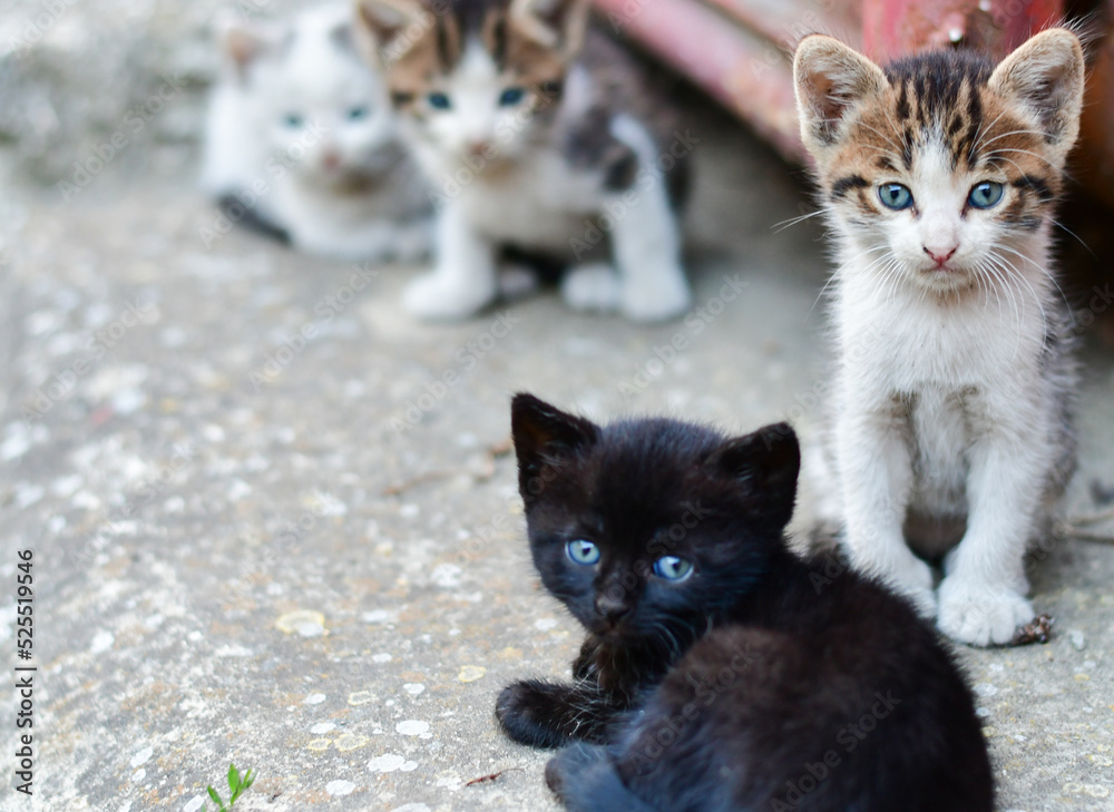 Cats family laying down. Two cute domestic lazy kittens looking at the camera. Cats family laying down. Two cute domestic lazy kittens looking at the camera.