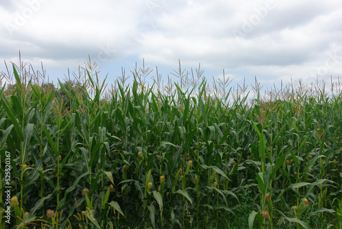 Culture de maïs en été