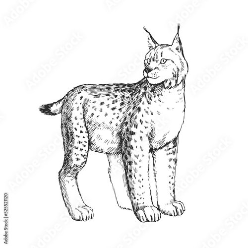 Vector hand-drawn illustration of a lynx isolated on a white background. Sketch of a wild animal of the European forest.