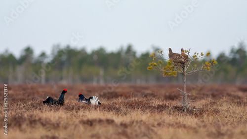 Canvas-taulu Two male grouse are fighting for females