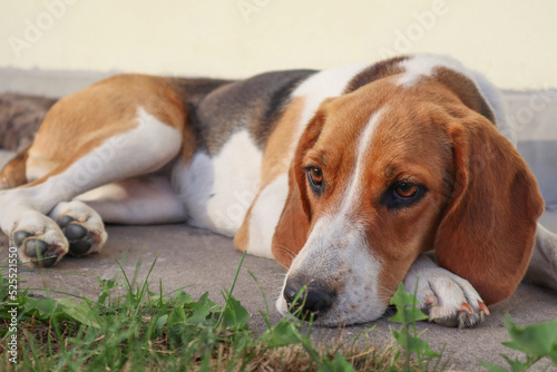 A cute dog beagle is lying on the green grass in a summer meadow