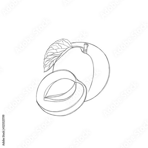 ripe apricot - template for children's coloring, children's task to color the...