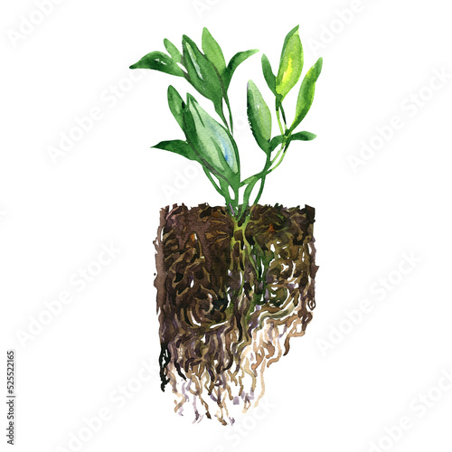 Green sprout seedling with roots in soil, isolated, young plant, grow or growth concept, close-up, hand drawn watercolor illustration on white background