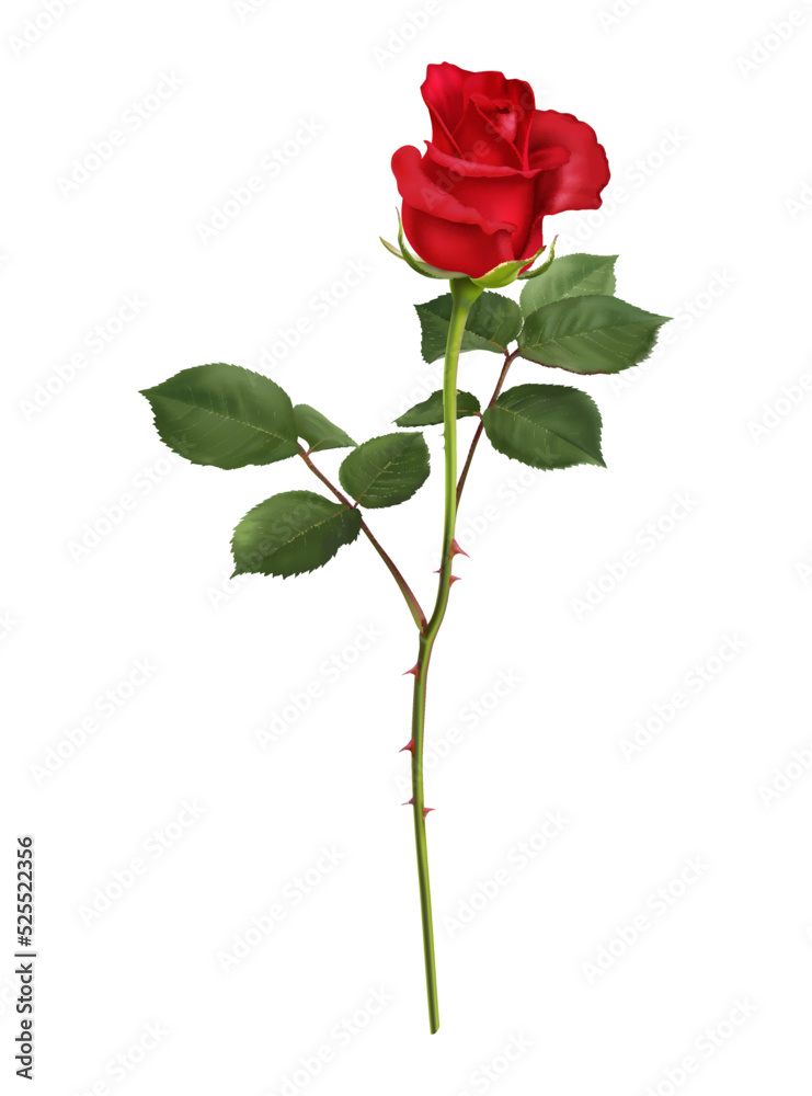 Obraz premium Realistic Rose Illustration