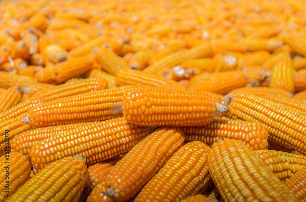 Beautiful Ripe yellow corn. Corn and Grain Handling or Harvesting Terminal. Corn Can be Used for Food, Feed or Ethanol farm natural organic concept. Beautiful Ripe yellow corn. Corn and Grain Handling or Harvesting Terminal. Corn Can be Used for Food, Feed or Ethanol farm natural organic concept.
