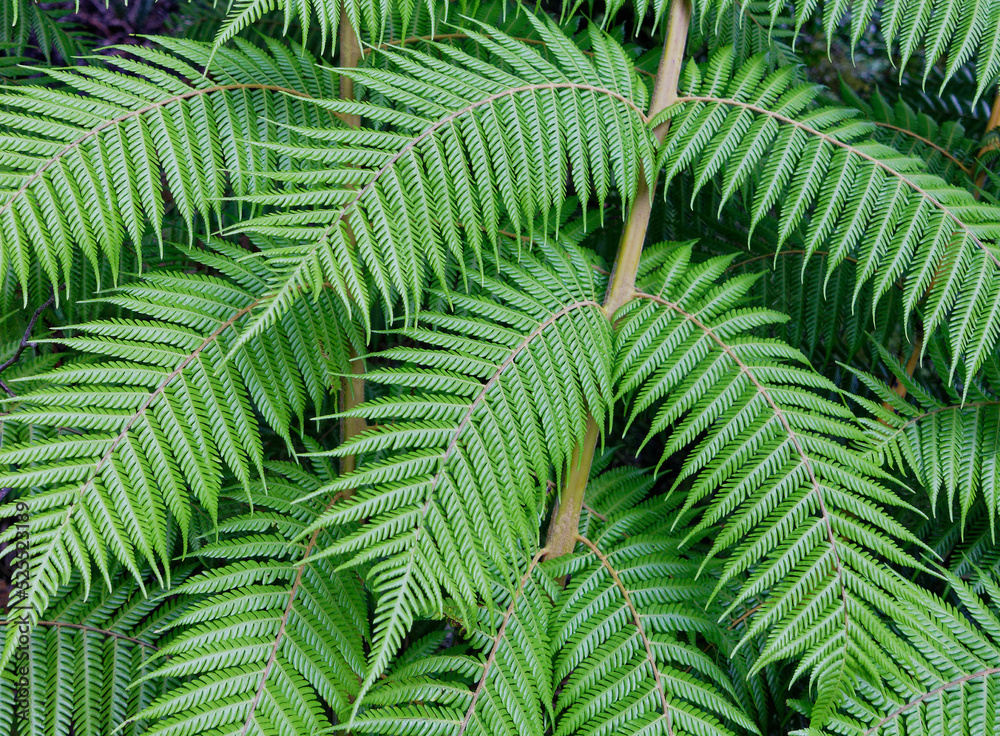Fern leaves, native bush, west coast, south island, Aotearoa / New Zealand.