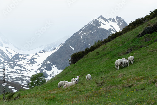 Sheeps on a mountainside in Lyngen Alps, Norway, June 23 2022