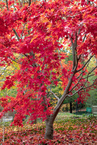 Red Japanese autumn tree and leaves at Cheekwood Estate Nashville Tennessee