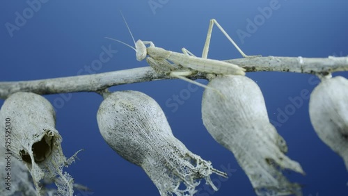 Small praying mantis sits on Henbane dry flowers and washes on blue sky background. Crimean praying mantis (Ameles heldreichi) female on Black Henbane (Hyoscyamus niger). Macro shot photo