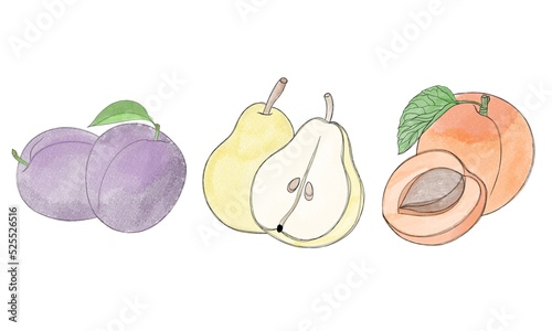 Set of watercolor fruits and berries by hand - pear, apricot and plum