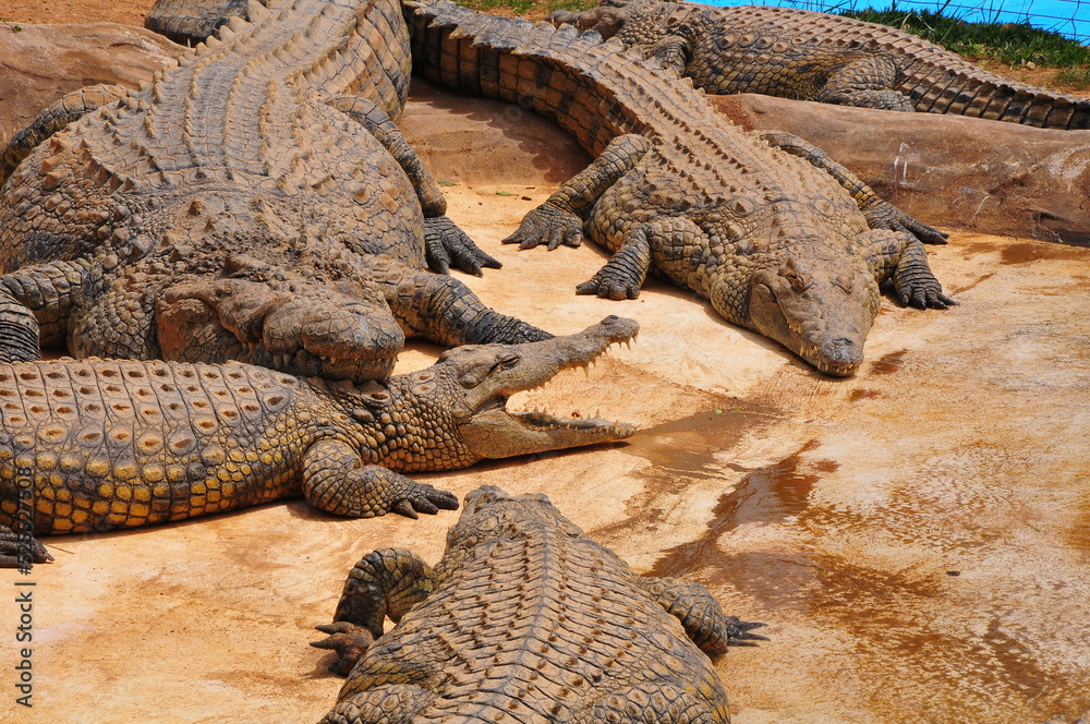 Fototapeta premium resting crocodile in the zoo