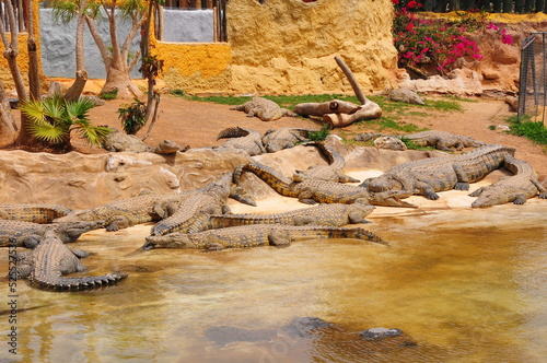 crowd of crocodiles in the water