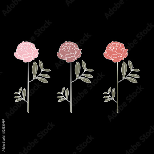Vector illustration of three colorful peonies on a black background