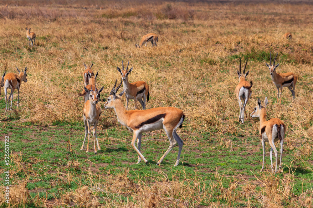 Herd of Thomson's gazelle (Eudorcas thomsonii) in Serengeti National Park in Tanzania. Wildlife of Africa Herd of Thomson's gazelle (Eudorcas thomsonii) in Serengeti National Park in Tanzania. Wildlife of Africa