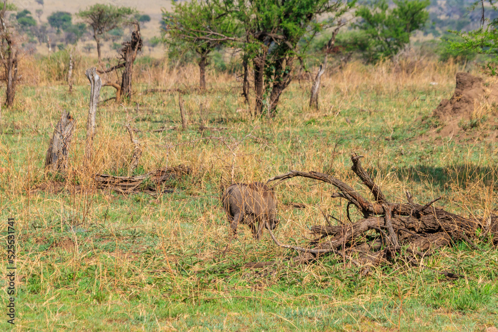 Common warthog (Phacochoerus africanus) in savanna in Serengeti national park, Tanzania Common warthog (Phacochoerus africanus) in savanna in Serengeti national park, Tanzania